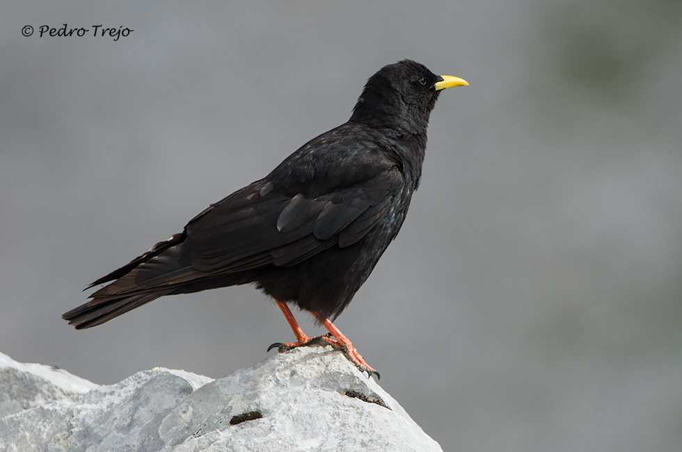 Chova piquigualda (Pyrrhocorax graculus)